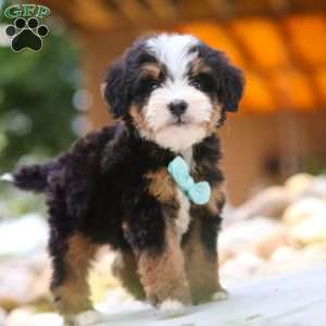 Goodbye Earl, Mini Bernedoodle Puppy